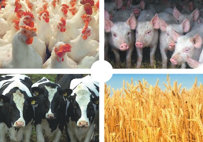 Ростовская область за 9 месяцев 2012 года увеличила объемы реализации мяса, в среднем на 3,5 процента